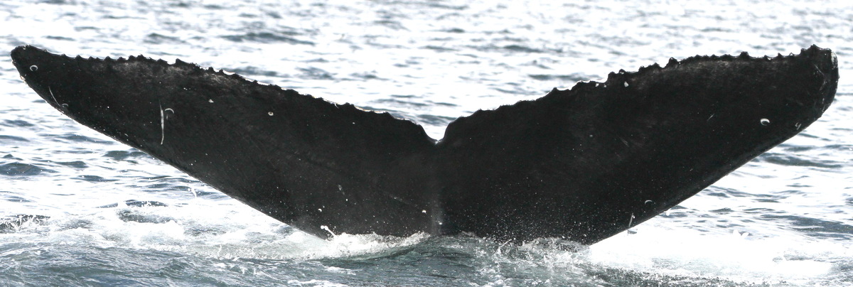 Fluke of ловец (RCHP)