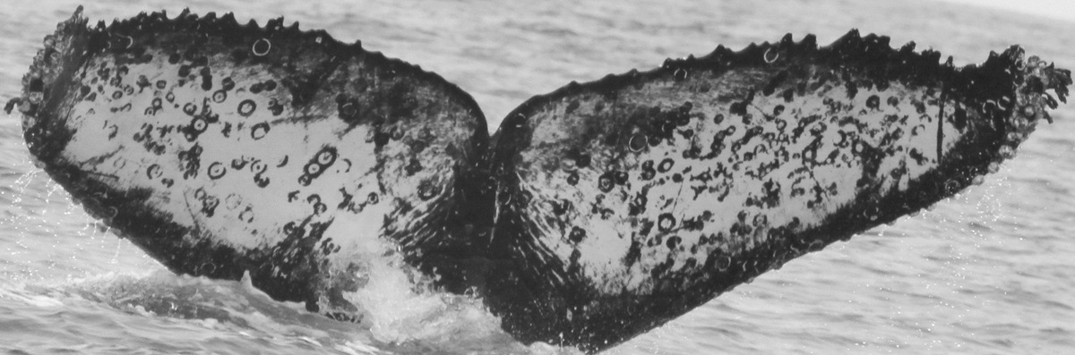 Fluke of CRC-12037