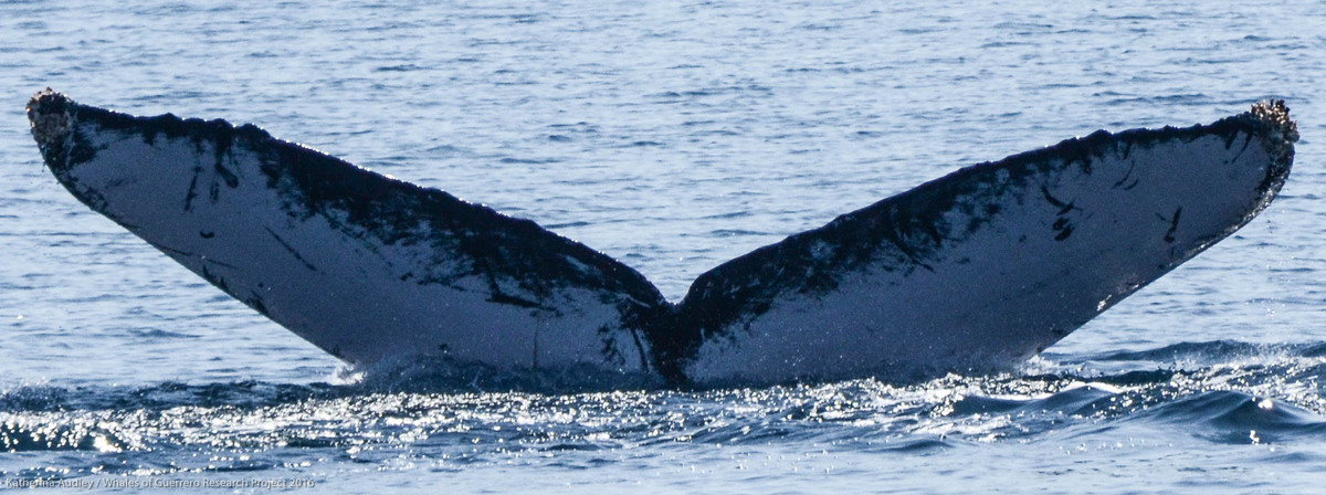 Fluke of Arapahoe (Guerrero)