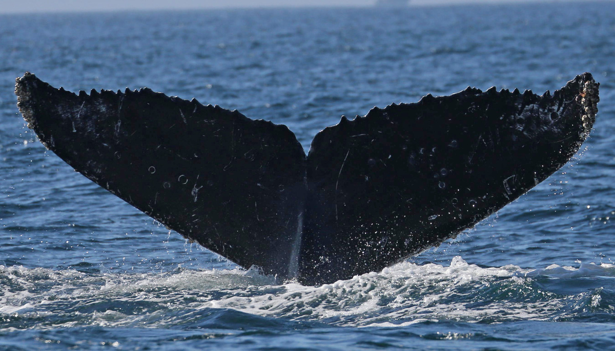 Fluke of CRC-16160