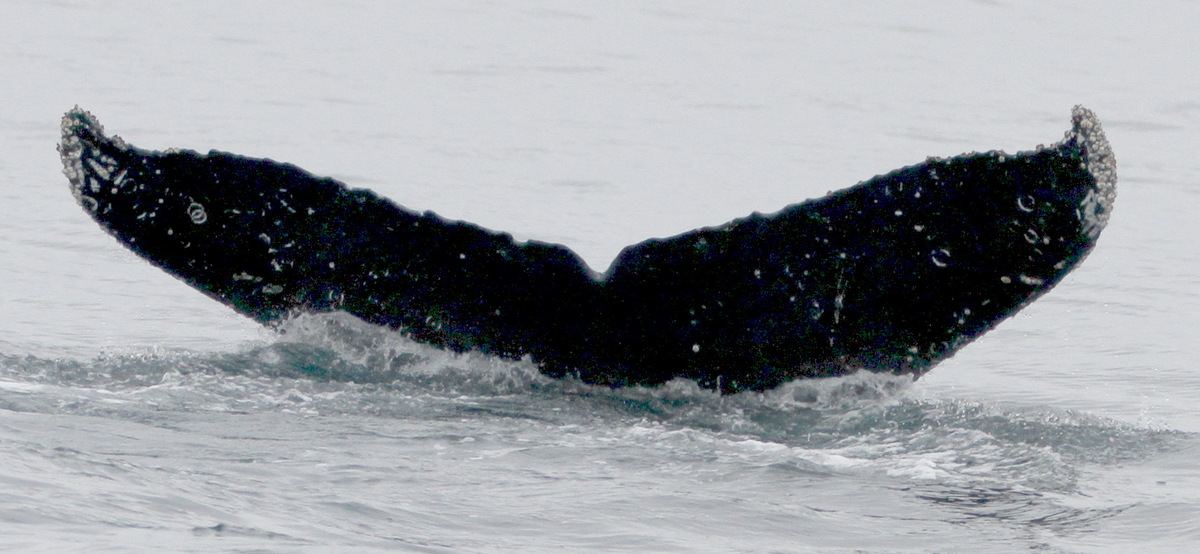 Fluke of дуплет (RCHP)