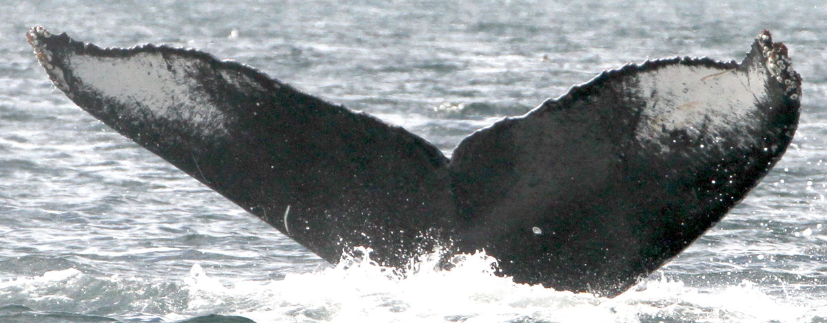 Fluke of Призмо (RCHP)