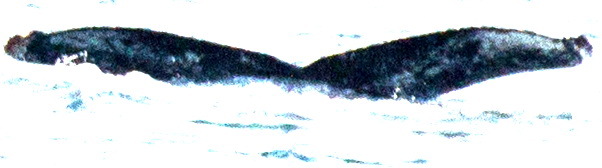 Fluke of дружба собак (RCHP)