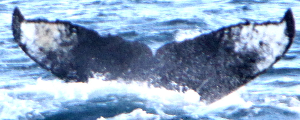 Fluke of корни (RCHP)