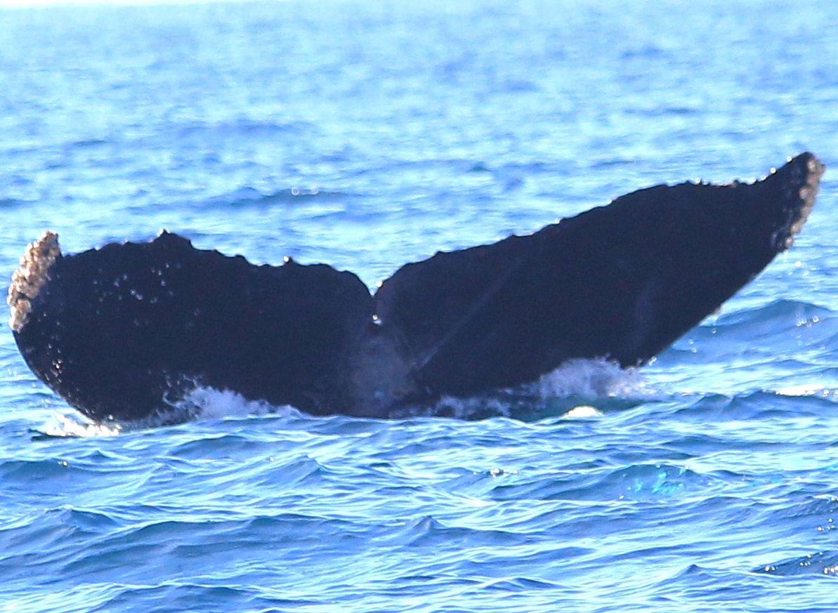 Fluke of CRC-12557