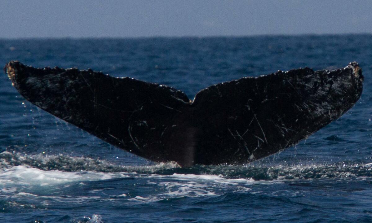 Fluke of CRC-10828