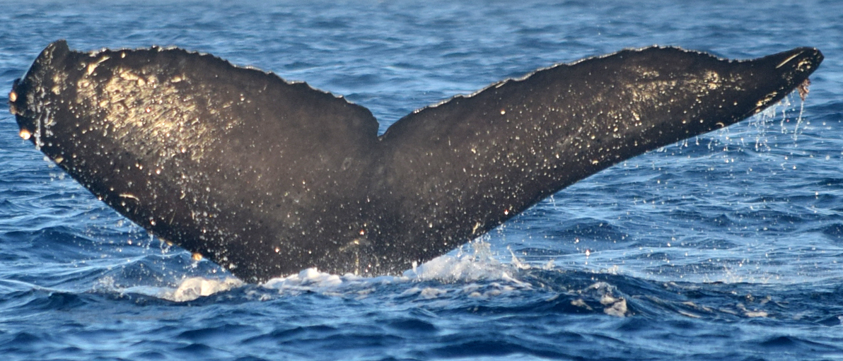 Fluke of CRC-12575