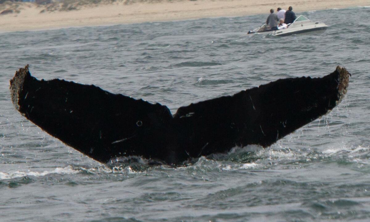 Fluke of CRC-12130