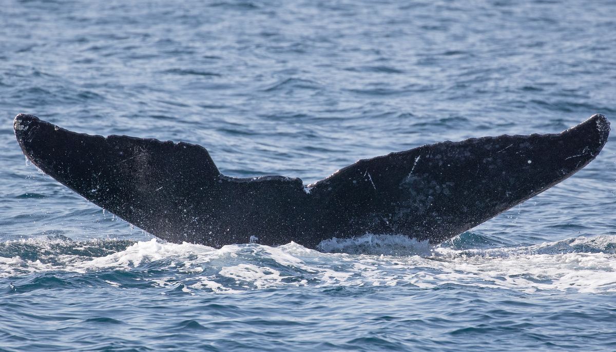 Fluke of CRC-10880