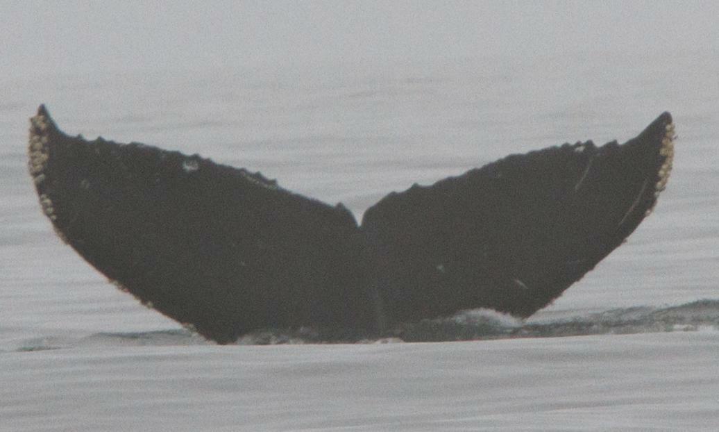 Fluke of CRC-16075