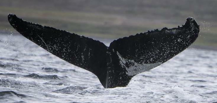 Fluke of Blotch (Husavik) aka Cowwhale (Westfjords)