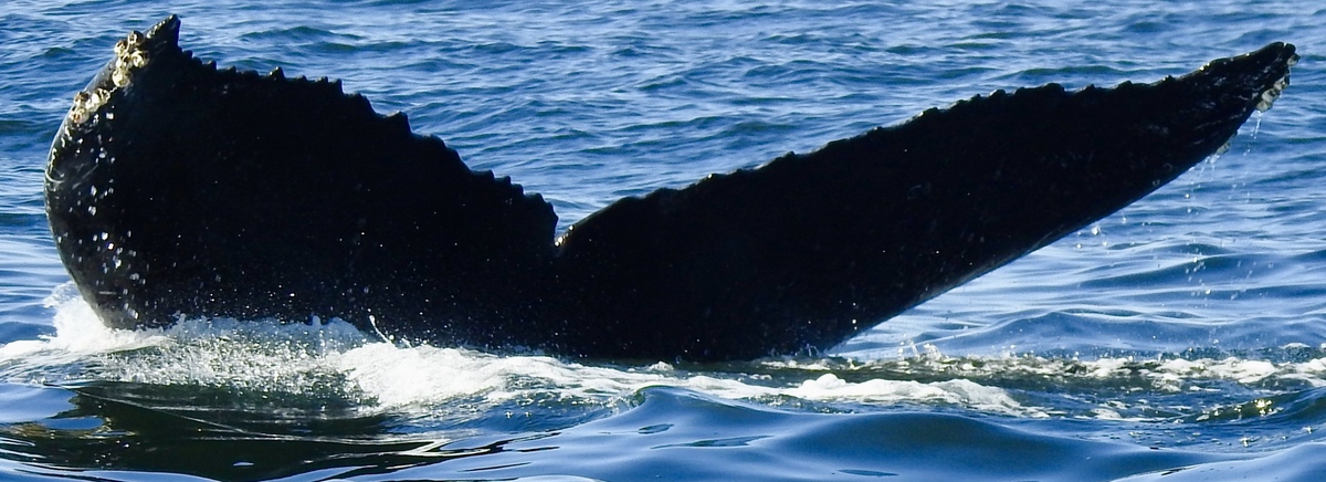 Fluke of CRC-12482