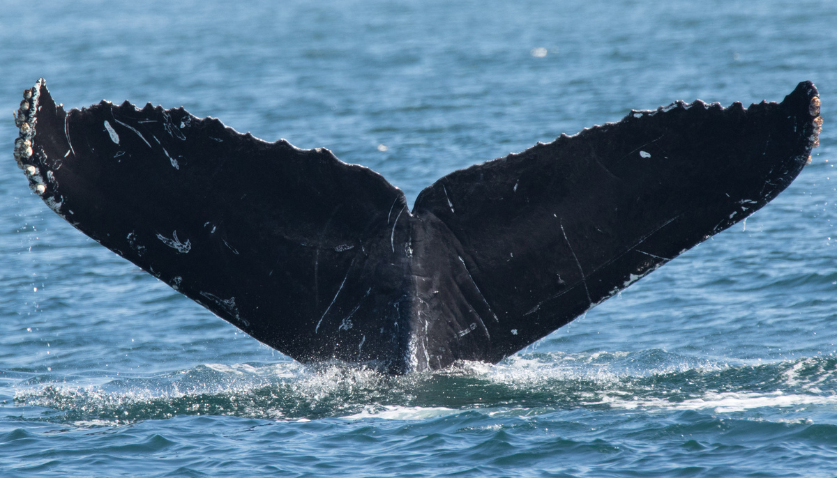Fluke of Exclaim (California)