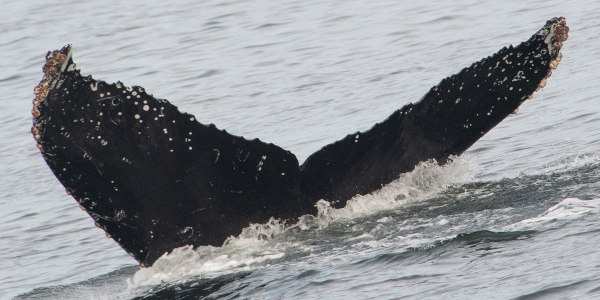 Fluke of CRC-12572