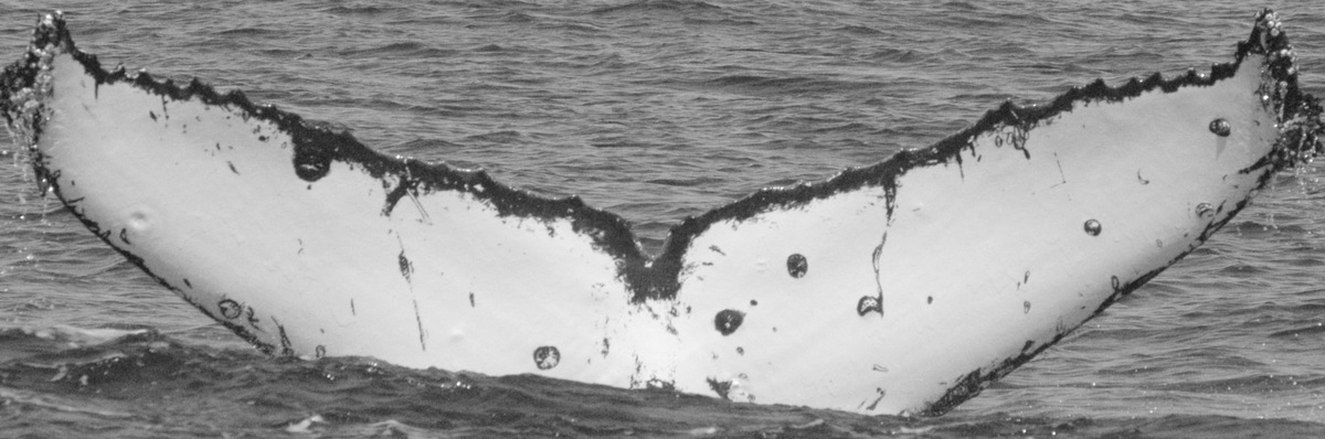 Fluke of Whiskers (British Columbia)