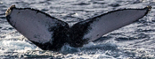 Fluke of 2004 calf of SEAK-1216