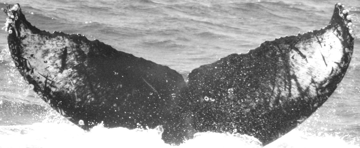 Fluke of CRC-15081