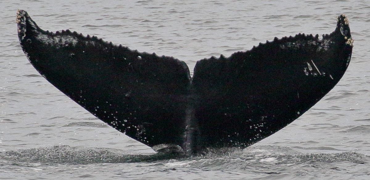 Fluke of Spy (Northern BC)