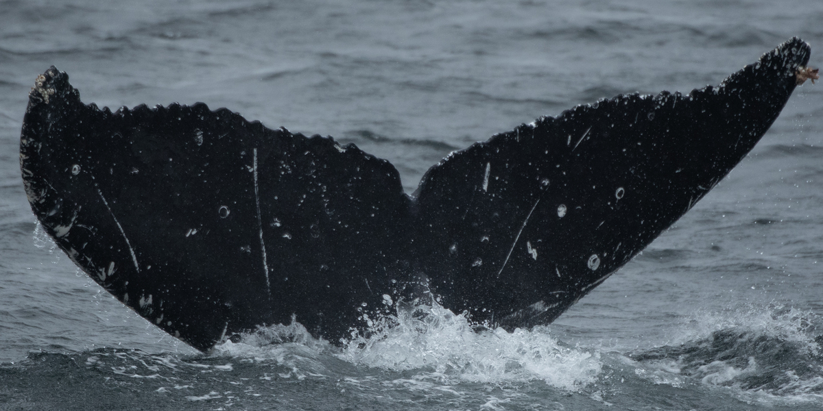 Fluke of Tláa (Southeast Alaska)