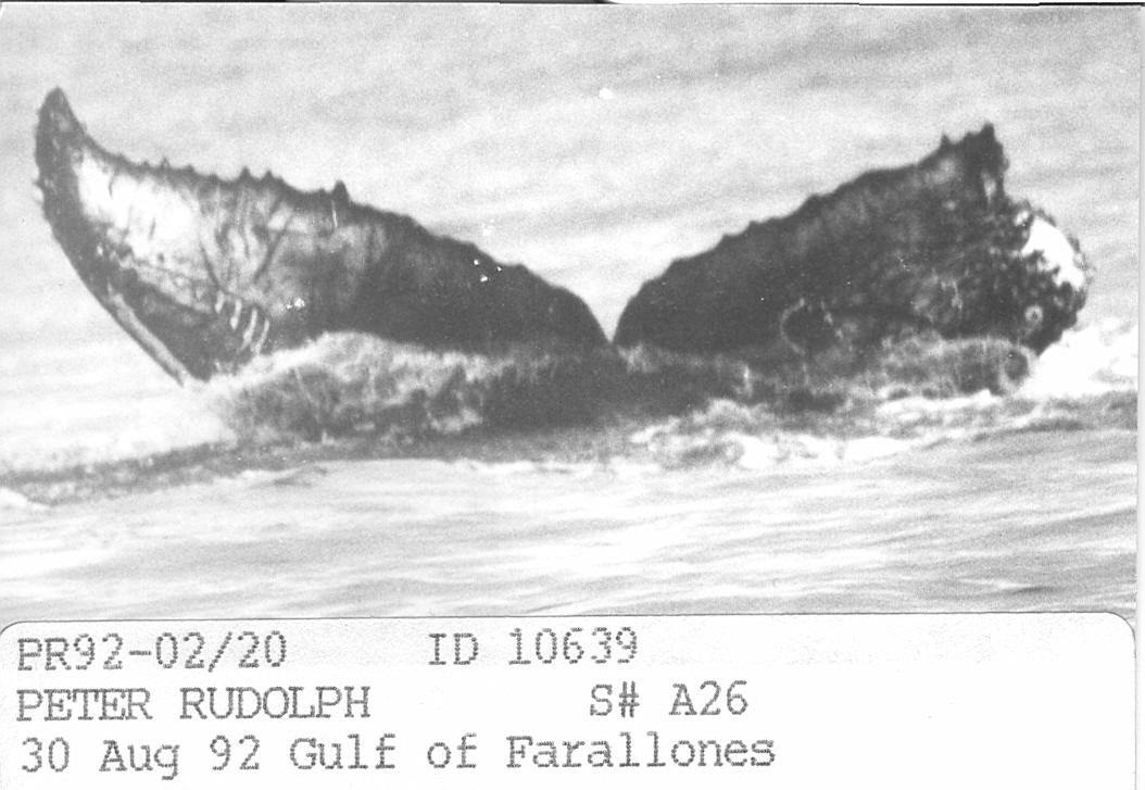Fluke of CRC-10639