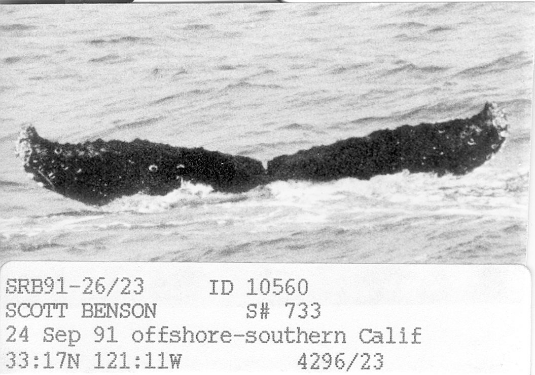 Fluke of CRC-10560