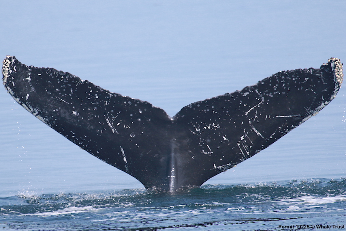 Fluke of Herc (BC)