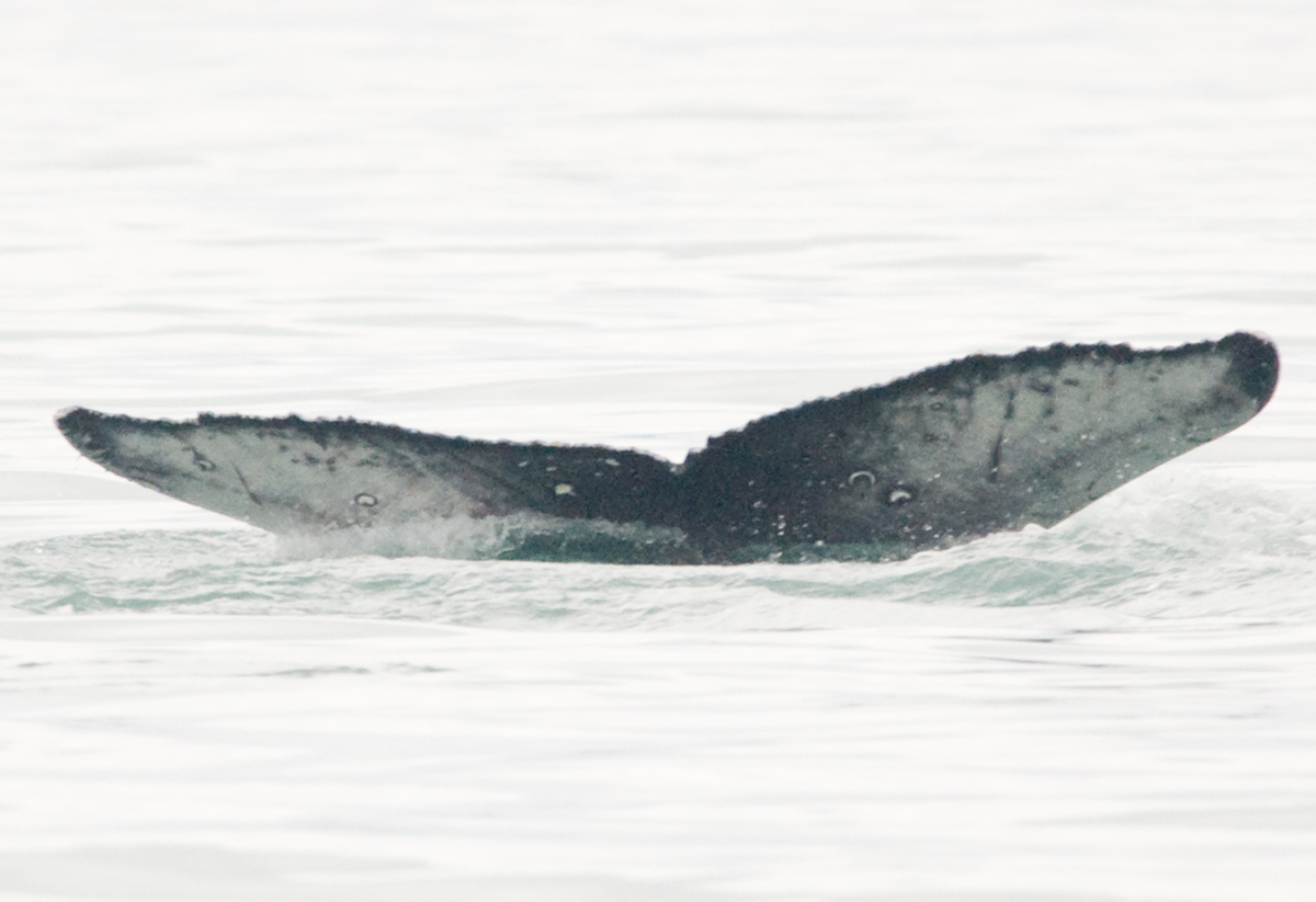 Fluke of SEAK-2800