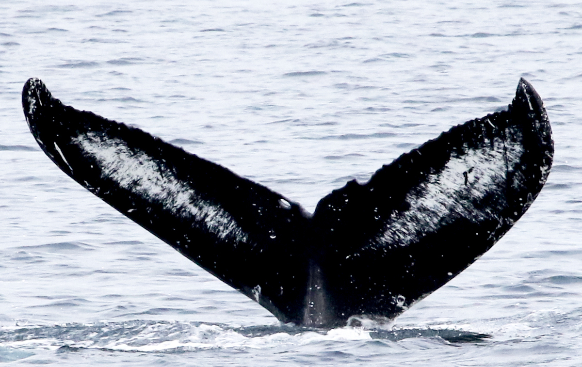 Fluke of Polka (Juneau)