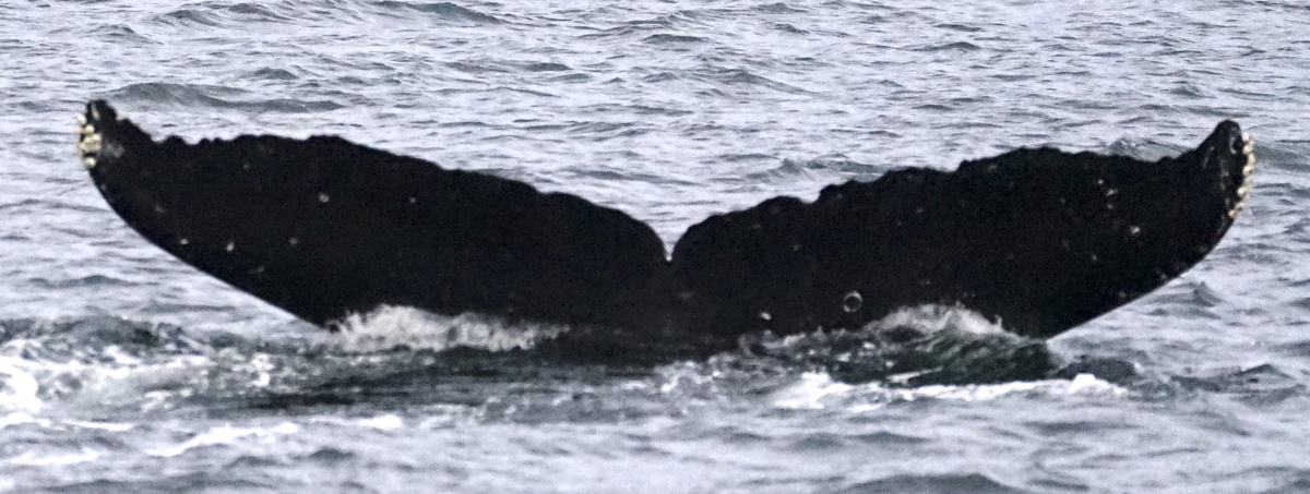 Fluke of Basheba (FS)