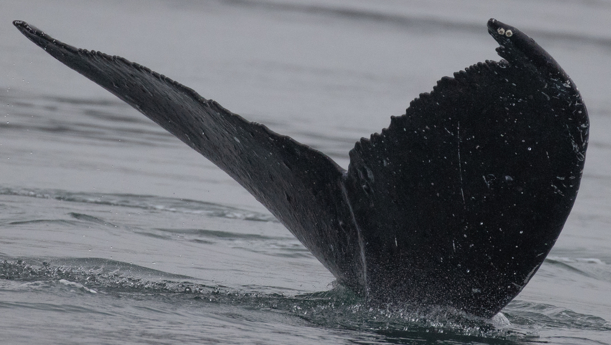 Fluke of Jax Doodle (SE Alaska)