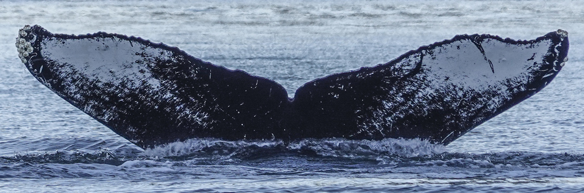 Fluke of Sprog (Juneau)