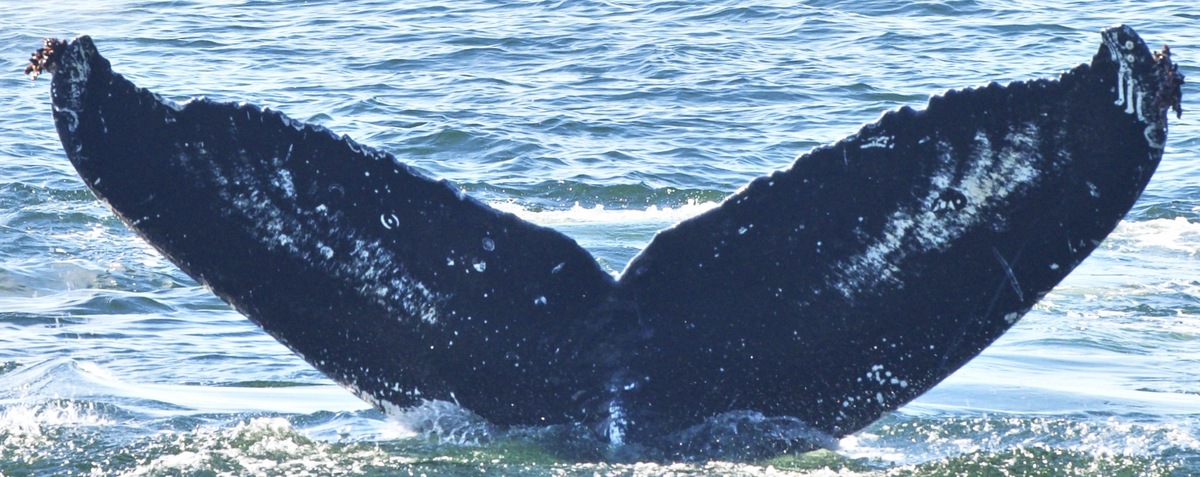 Fluke of Lillis (Southeast Alaska)