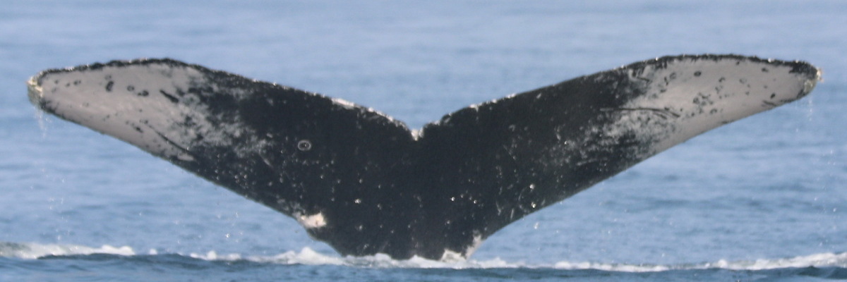 Fluke of CRC-12060