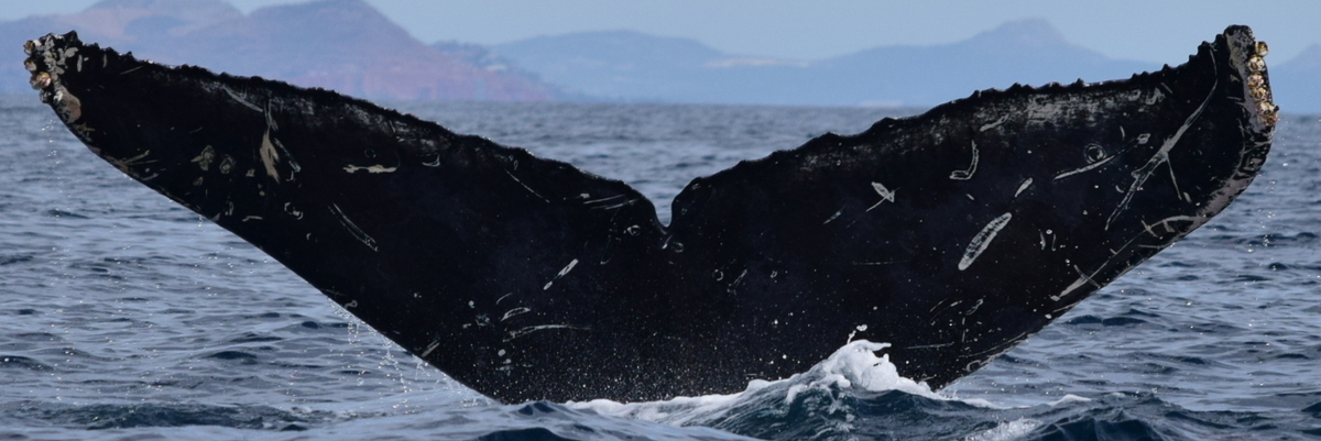 Fluke of CRC-15193