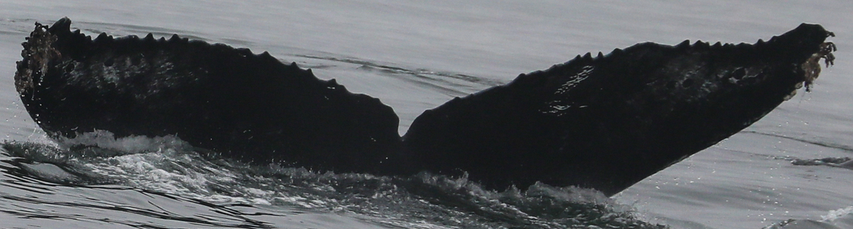 Fluke of CRC-15098