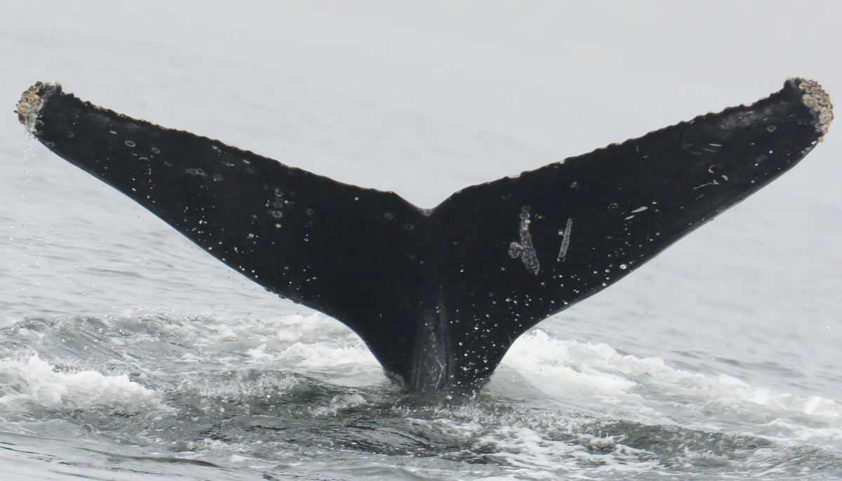 Fluke of Sarafinny (California)