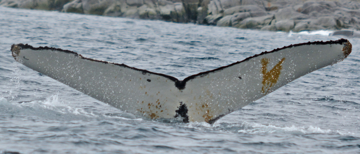 Fluke of HW-MN1302215