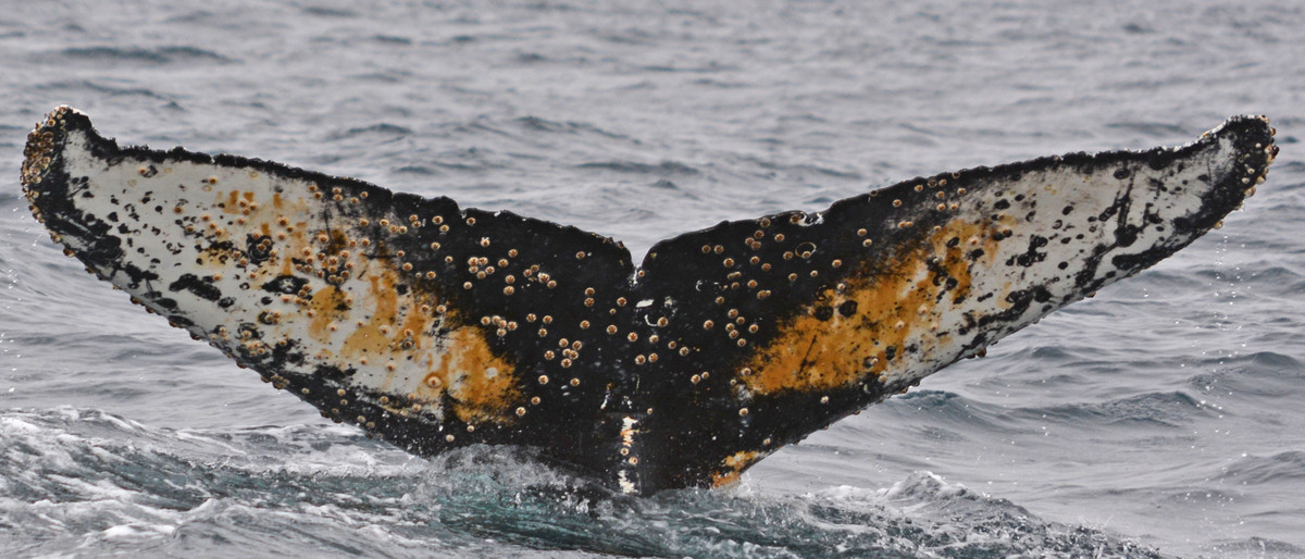 Fluke of HW-MN1302220