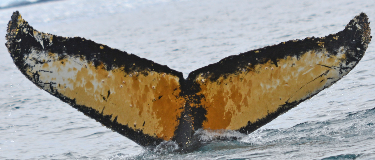 Fluke of HW-MN1302222