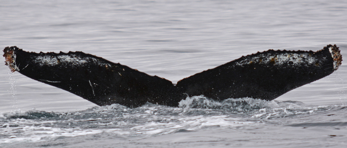Fluke of HW-MN1302225