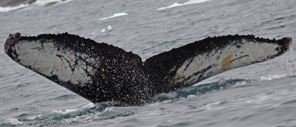 Fluke of HW-MN1302239