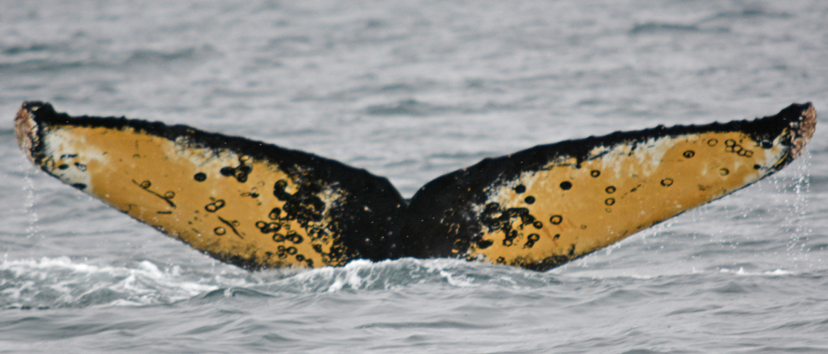 Fluke of HW-MN1302235