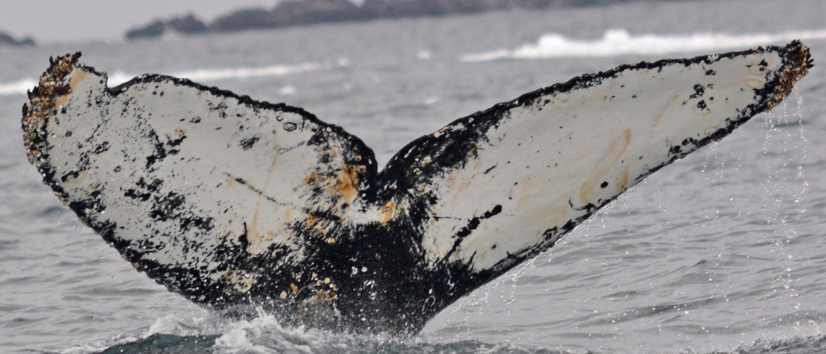 Fluke of HW-MN1302265