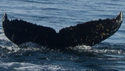 Fluke of AHWC-5851