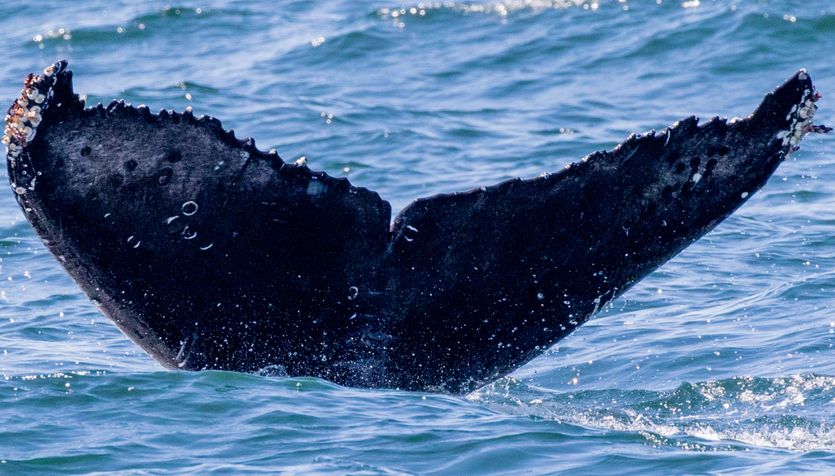 Fluke of CRC-16968