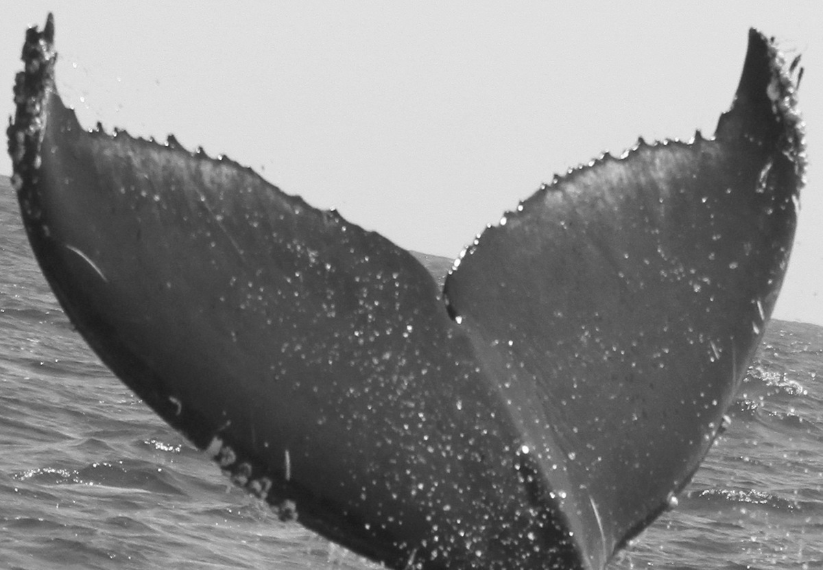 Fluke of CRC-12580