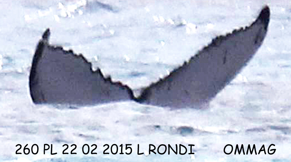 Fluke of Gills (Iceland)