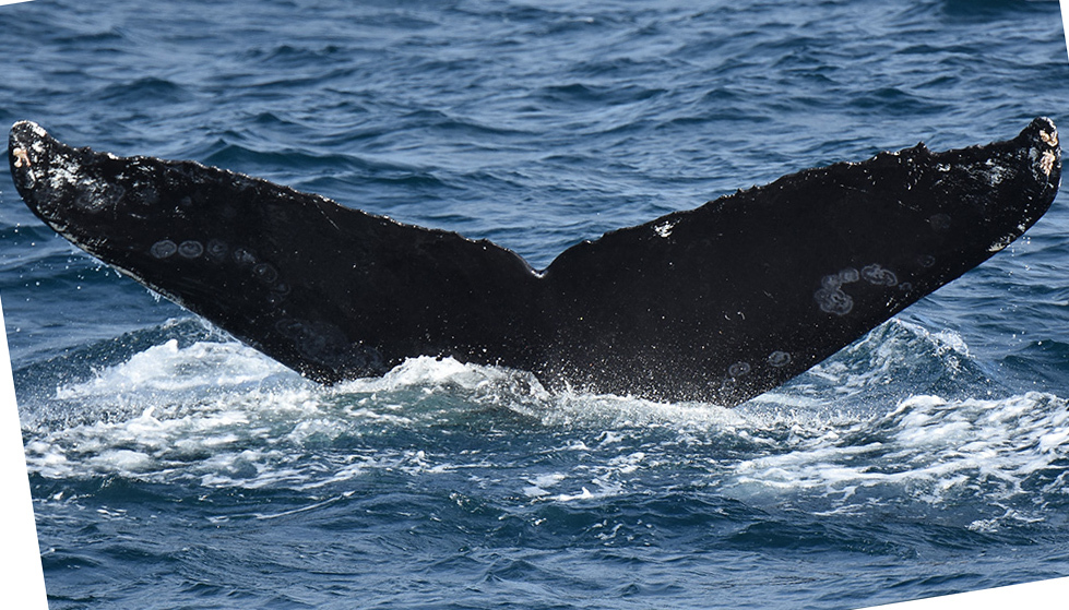 Fluke of CRC-10657