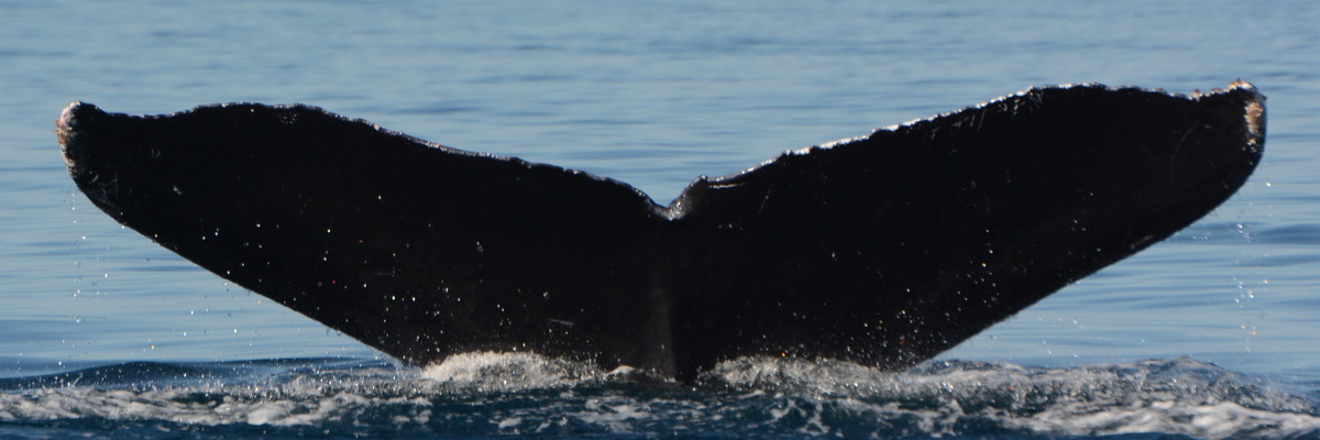 Fluke of CRC-10060