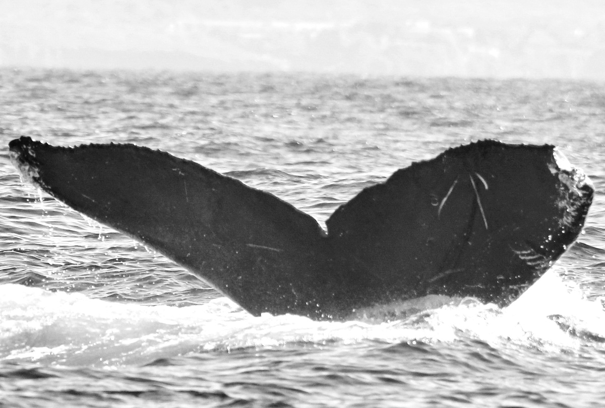 Fluke of BCX1075